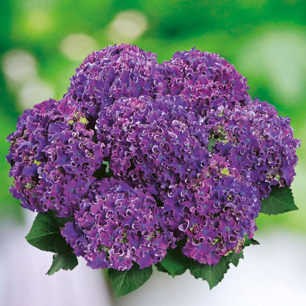 Hortensie 'Curly® Sparkle Blue Purple' Hortensien Blüh