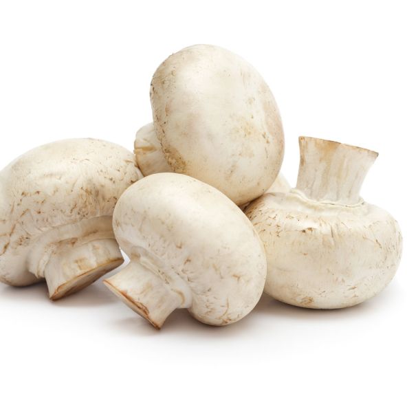 'Weißer Champignon' Pilz-Fertigkultur