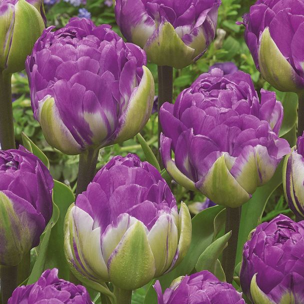 Gefüllte Tulpe Blue Wow