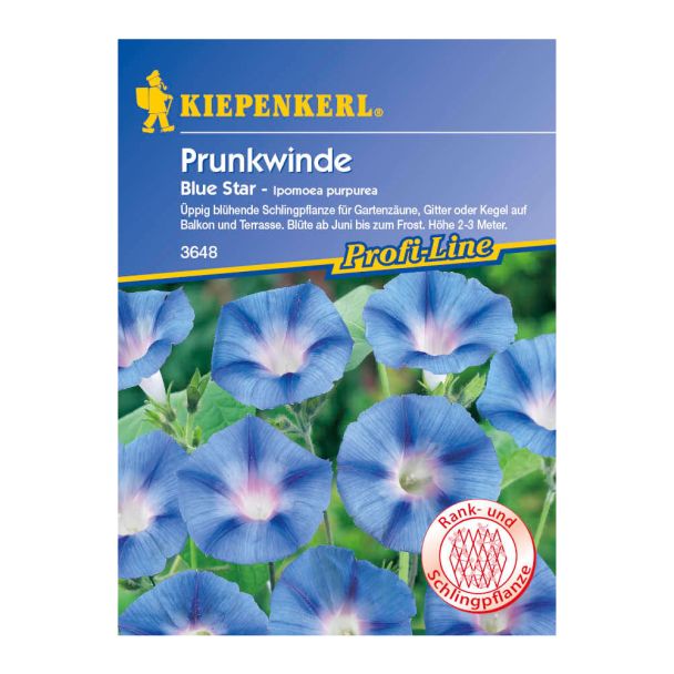 Prunkwinde 'Blue Star'