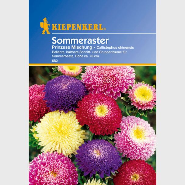 Sommeraster 'Prinzess Mischung'
