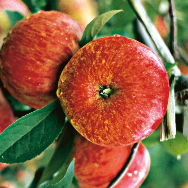 Winterapfel 'Topaz'