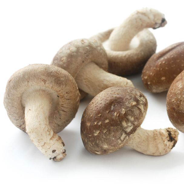 'Shiitake' Pilz-Dübel