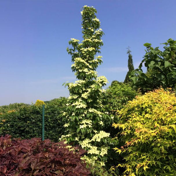 Flower Tower Cornus
