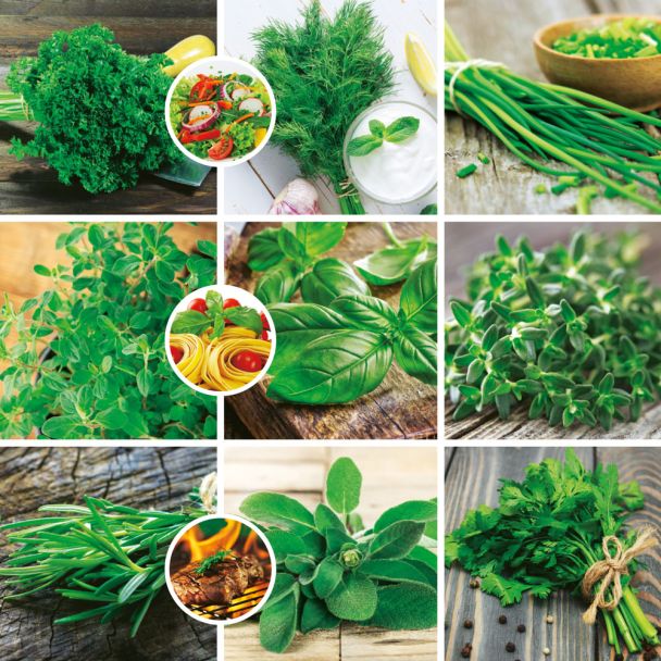 Kräuter-Sortiment: 'Salat', 'Pasta', 'Steak' im Set-Preis