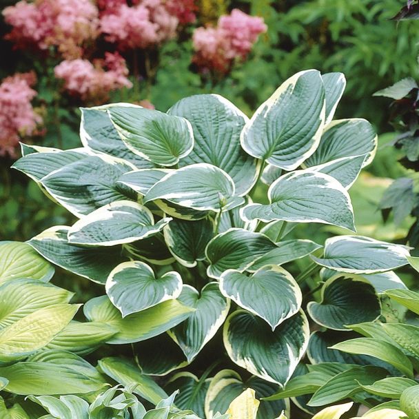 Hosta Hybriden, 'Francee'