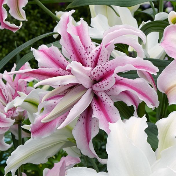Orientalische Lilie 'Magic Star'