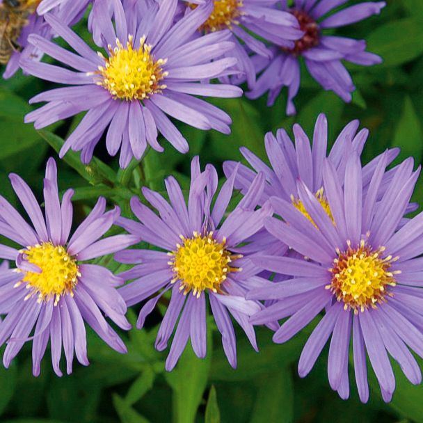 Kissen-Aster lila