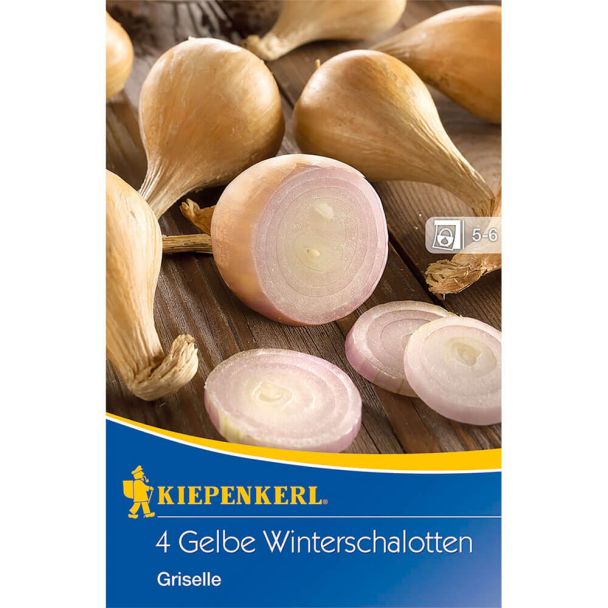 Winterschalotte Griselle
