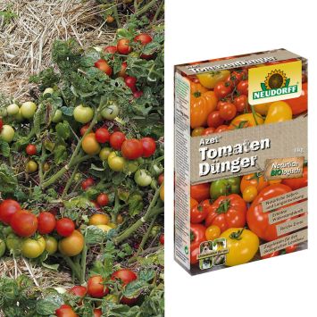 4 x 'BoToma' + Tomaten-Dünger im Sparpaket