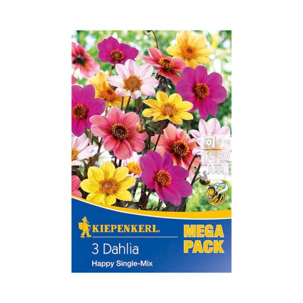 Dunkellaubige Dahlien 'Happy Single-Mischung'