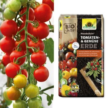 Rote Cherry-Tomate 'CherryLady' F1 + Erde (Sparangebot)