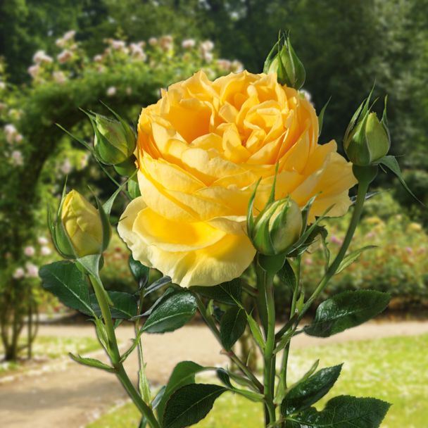 Inselrose 'Bahama®'