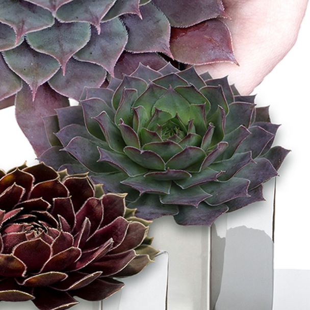 Sempervivum Carmen