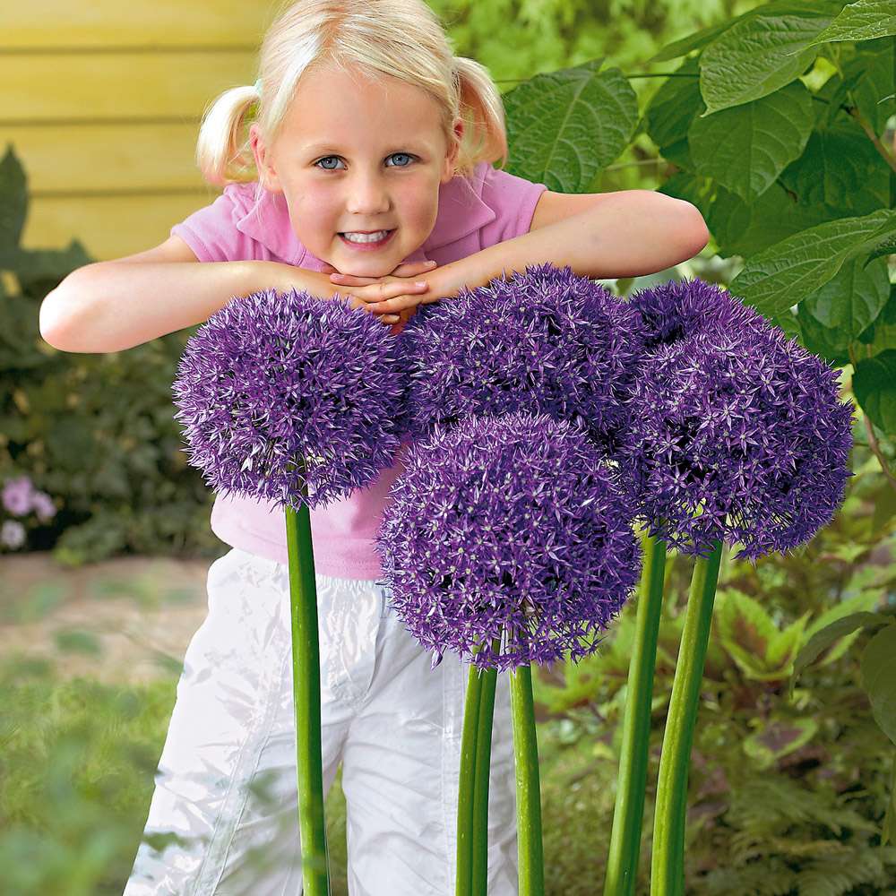 Riesen-Zierlauch 'Round and Purple' kaufen | Ahrens+Sieberz -  Pflanzenversand & Gartenbedarf