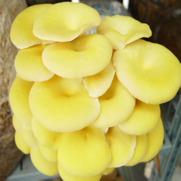 'Limonenpilz' Pilz-Dübel