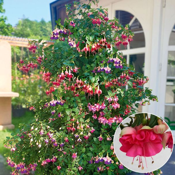 Fuchsie Jollies, La Grande Corse
