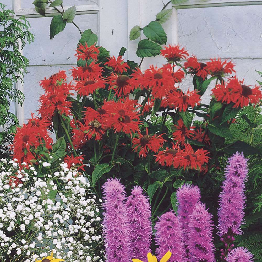 Monarda, rot Stauden hoch Blühstauden Stauden Ahrens+Sieberz