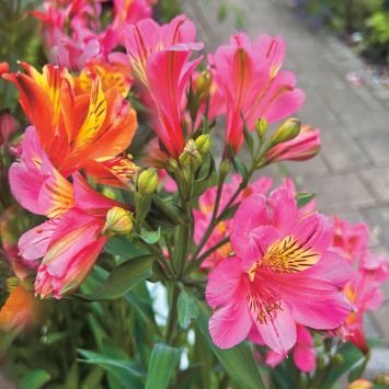 Alstroemeria Summer Rose