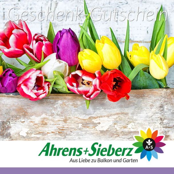 Geschenkgutschein Tulpen