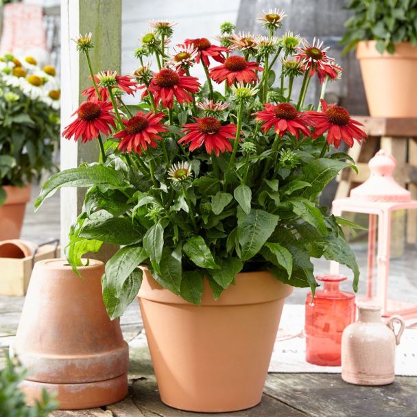 Sonnenhut 'Sombrero Salsa Red'