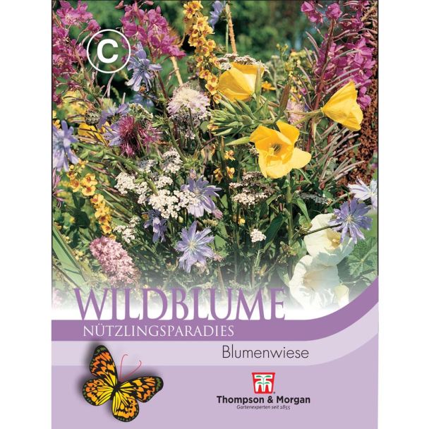 Wildblume Blumenwiese