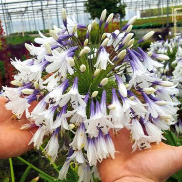 Agapanthus Fireworks Flower