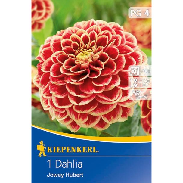 Dahlien Jowey Hubert