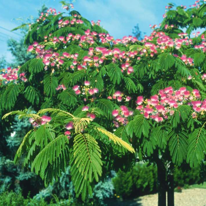 Albizia 'Rosea' kaufen | Ahrens+Sieberz - Pflanzenversand & Gartenbedarf