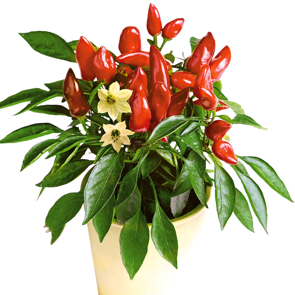 3 x SnackPaprika 'Ariella®' Paprika & Chili Gemüsepflanzen