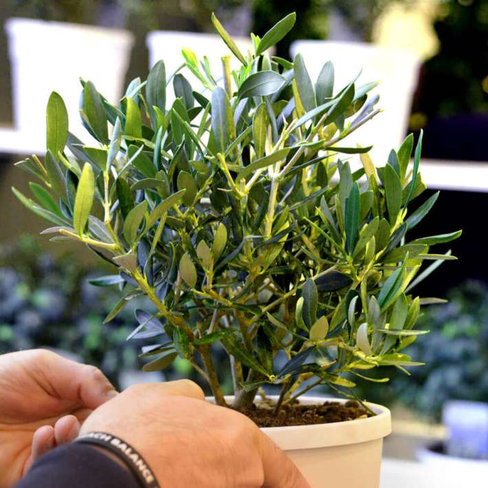 Mini-Olivenbusch kaufen | Ahrens+Sieberz - Pflanzenversand & Gartenbedarf
