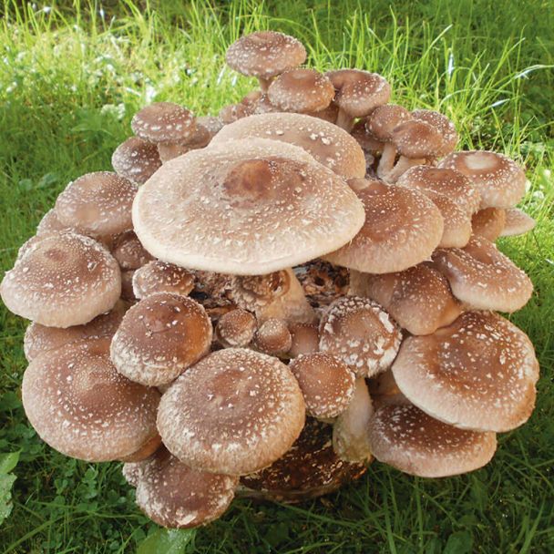 BIO Shiitake Impfstäbchen
