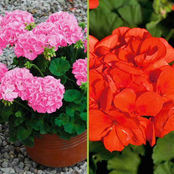 Sunrise® Geranien Goesta und Mandarin im Sparset