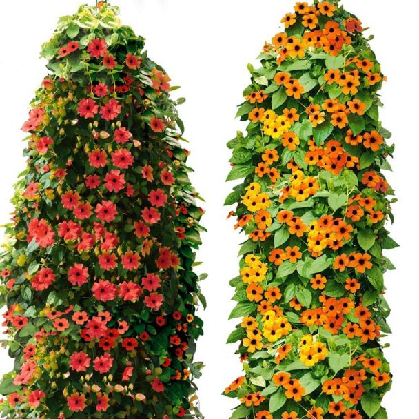 Sparset: 6 Schwarzäugige Susanne 3 Rote, 3 Orange