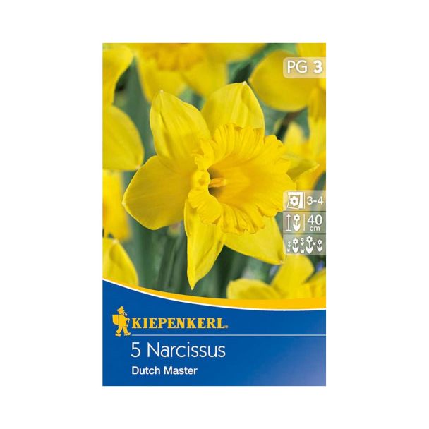 Narzisse `Dutch Master` - Blumenzwiebel