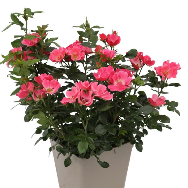 Rose Zepeti Pink Glow