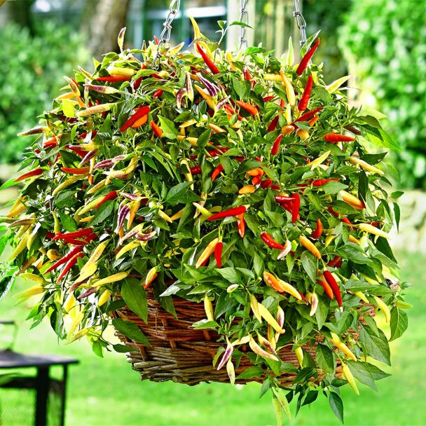 Hänge-Paprika 'Volante®' Hot Red