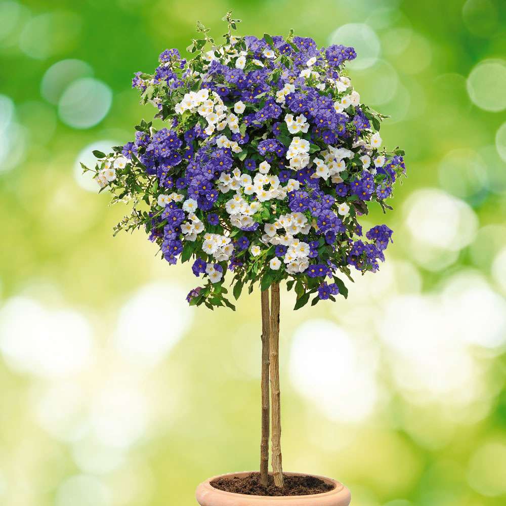 Enzianbaum 'BlancBleu' Kübelpflanzen Balkon & Sommerblumen Ahrens