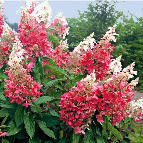 Hortensie 'Pinky Winky'