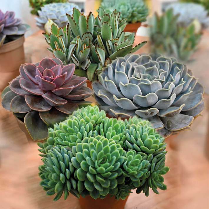 Sempervivum-Mix | Sedum & Co. | Stauden | Ahrens+Sieberz - Pflanzenversand  & Gartenbedarf