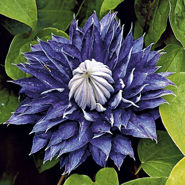 Clematis 'Multi Blue'