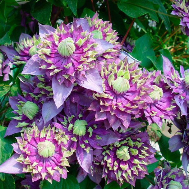 Clematis 'Taiga®'