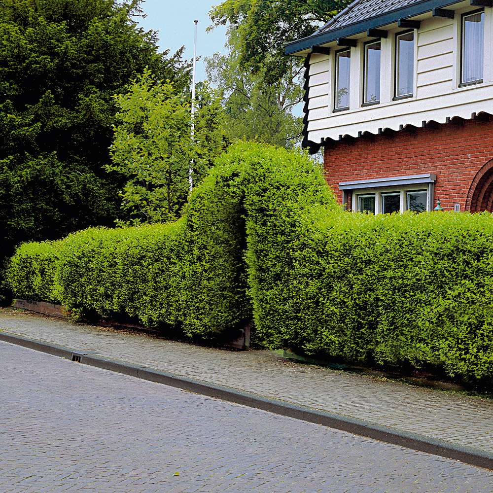 Liguster Hecke kaufen Ahrens+Sieberz Pflanzenversand & Gartenbedarf