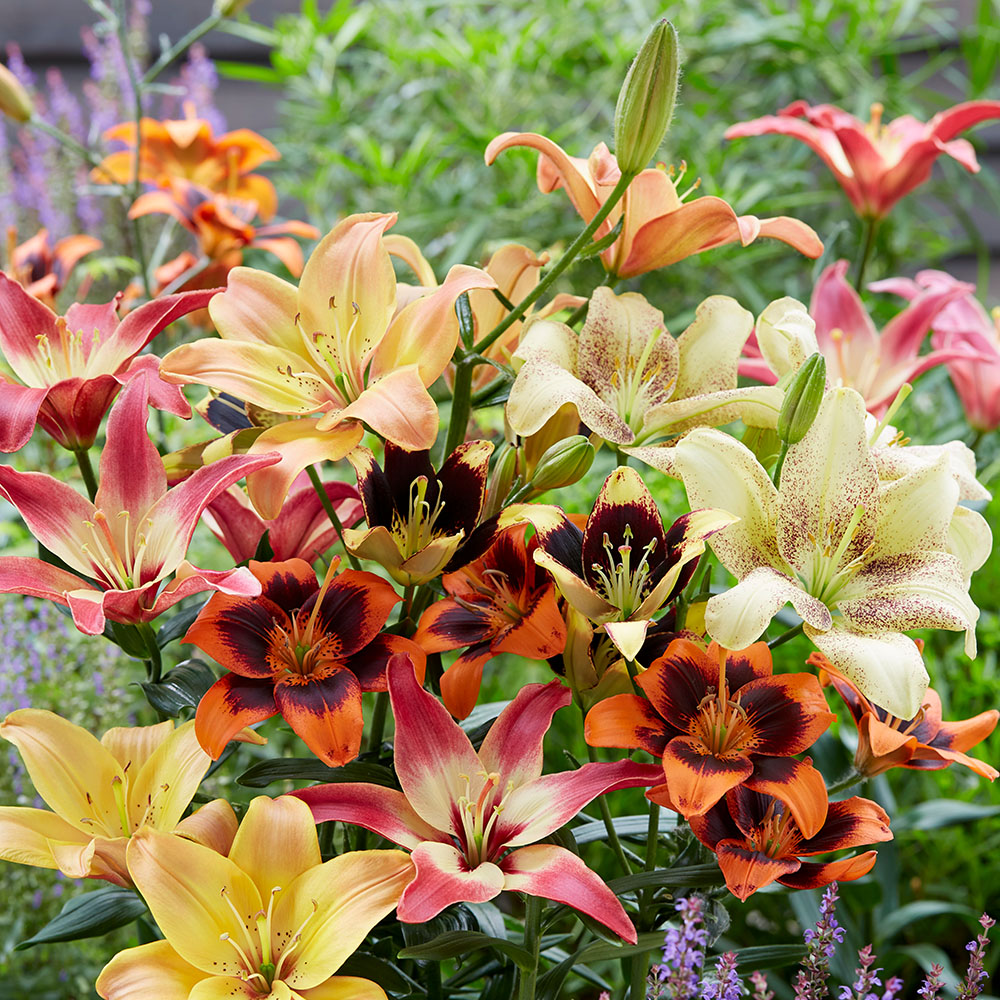 Tradition rysten sværd Asiatischer Lilien-Mix | Lilien | Blumenzwiebeln | Ahrens+Sieberz - Pflanzenversand & Gartenbedarf Tradition rysten sværd Asiatischer Lilien-Mix | Lilien | Blumenzwiebeln | Ahrens+Sieberz - Pflanzenversand & Gartenbedarf
