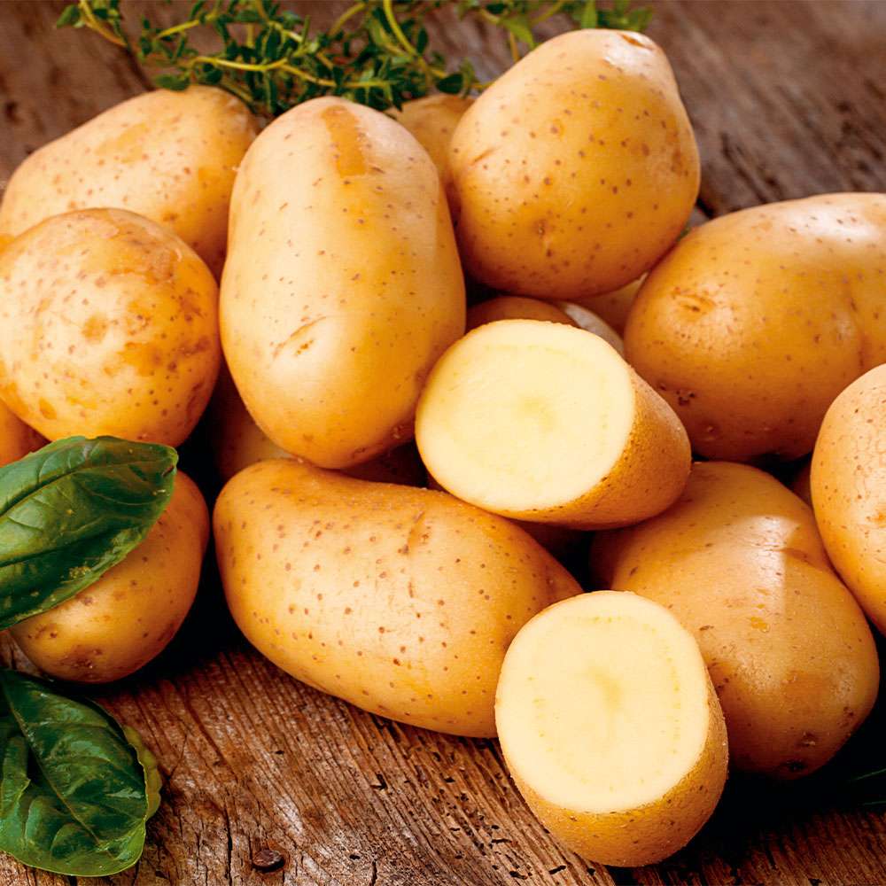 Potatoes picture. Картофель Гала. Королева Галла картофель. Картофель семенной Триумф. Сорт картофеля Гала.
