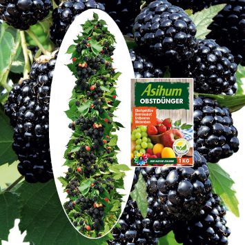 Spar-Preis: 2 x Arkansas-Brombeeren Navaho® 'Summerlong®' + 1kg Obstdünger