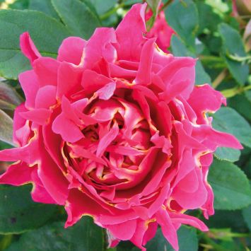 Ruffles Rose Joy