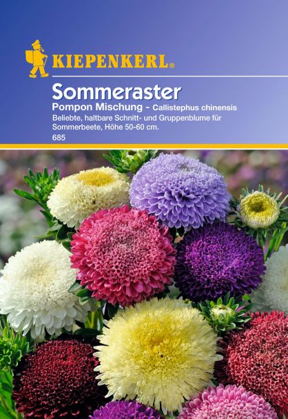 Sommeraster 'Pompon Mischung'