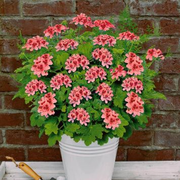 DuftGeranie 'Orangino' Geranien Balkon & Sommerblumen Ahrens
