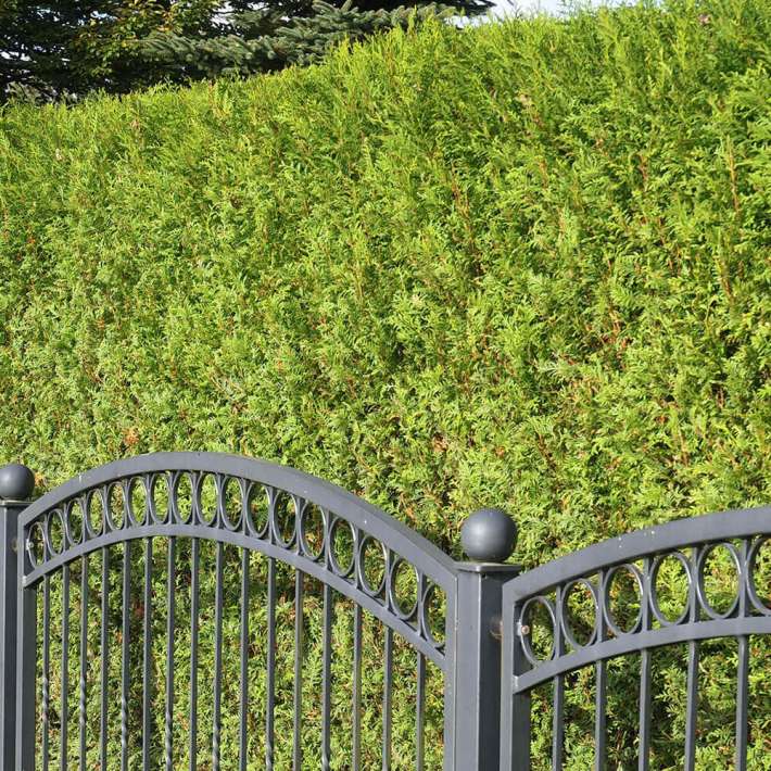 Thuja Brabant kaufen | Ahrens+Sieberz - Pflanzenversand & Gartenbedarf